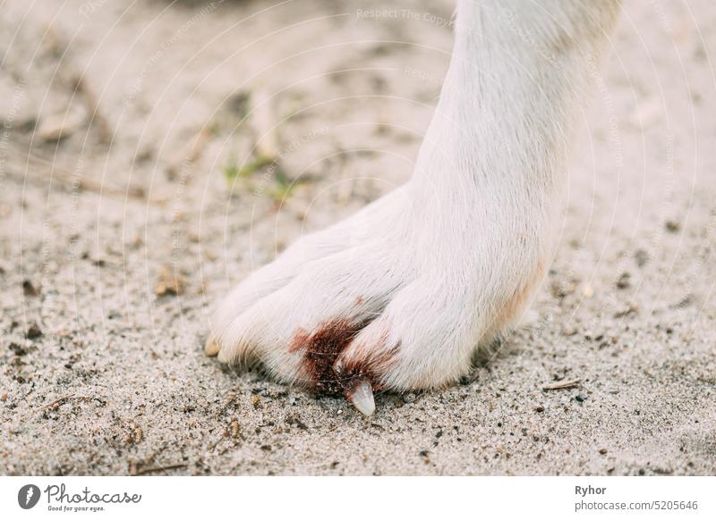 Beschädigte Kralle und Finger eines Hundes. Hundepfote Nahaufnahme weiß Chirurgie Haustier Tier heimisch niemand Pfote welk Krallen verletzt schließen Veterinär