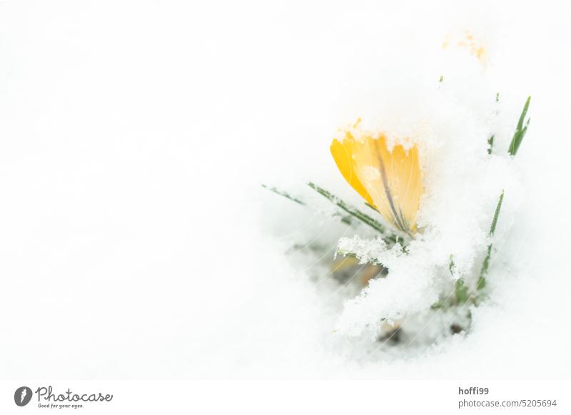 Krokusse im Schnee Eis Frühling Blühend Blüte Blume Wachstum Frost Garten gelb Schneeschauer Wintereinbruch