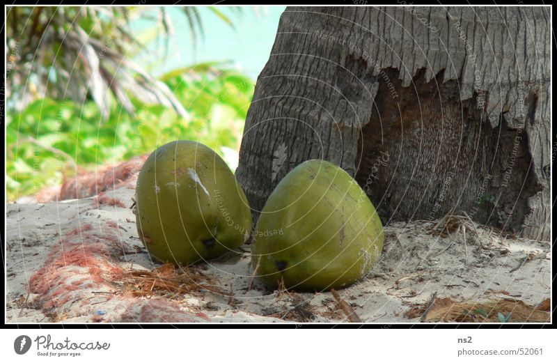 Kokosnüsse in Mexiko Palme Ferien & Urlaub & Reisen Strand Urwald kokosnusse