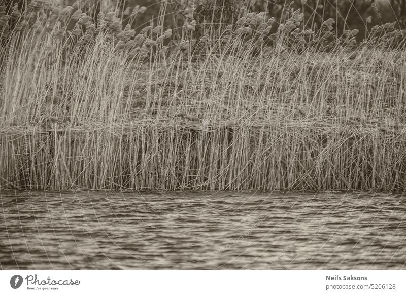 Schilf in einem See im Winter. abstrakt Ackerbau Atmosphäre Hintergrund schön Schönheit schwarz schwarz auf weiß hell Windstille kalt tot Design Abenddämmerung