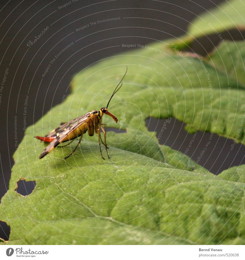 Was bist Du denn für einer? Tier Wildtier Käfer Flügel Insekt 1 gelb grau grün rot schwarz weiß Fühler Warnfarbe Blatt Blattadern Loch zerfressen beobachten nah