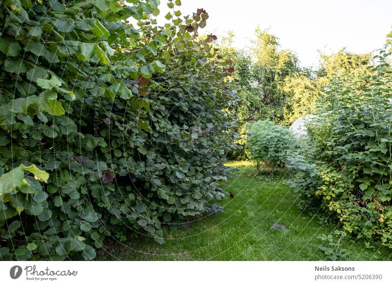 Garten mit grünen Pflanzen und Gras am Sommertag Hintergrund schön Schönheit in der Natur Blütezeit Überstrahlung Botanik Buchse Nahaufnahme Cluster Farbe