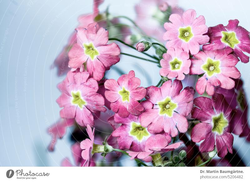 Gartenprimel, Hybride, blühend, High-Key-Aufnahme Primel Sorte Gartenform Kulturform Blüten Staude ausdauernd krautig Frühjahrblüher Primulaceae Primelgewächse