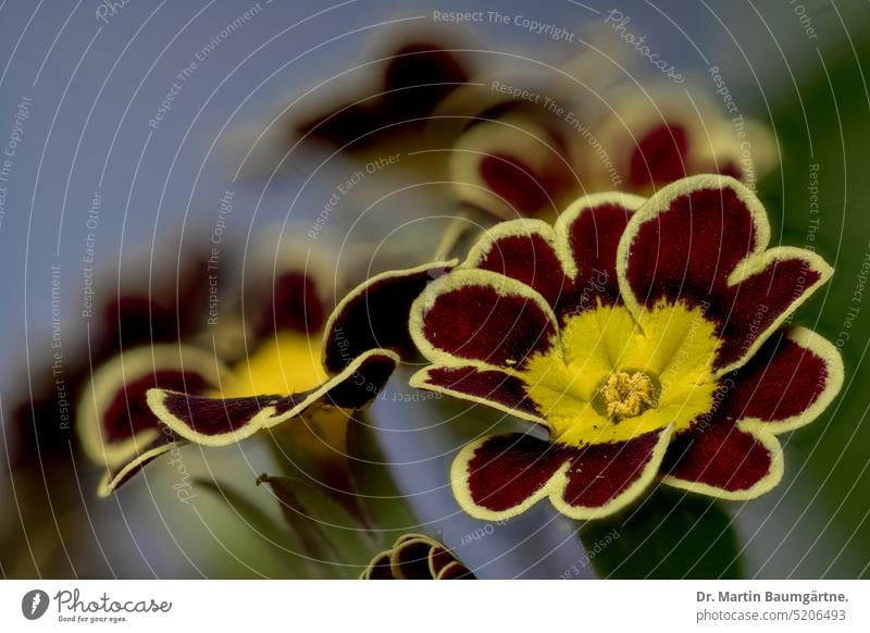 Gartenprimel, Primula-elatior-Hybride, blühend Primel Sorte Gartenform Kulturform Blüten Staude ausdauernd krautig Frühjahrblüher Primulaceae Primelgewächse