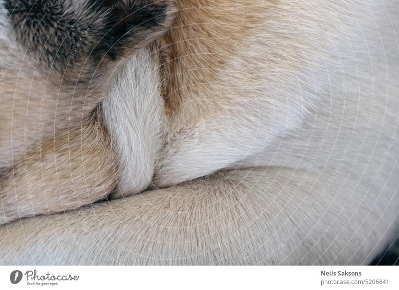 Nahaufnahme des faltigen Fells einer französischen Bulldogge. Selektiver Fokus. abstrakt Tier Rücken Hintergrund schön Schönheit schwarz braun Katze Mantel