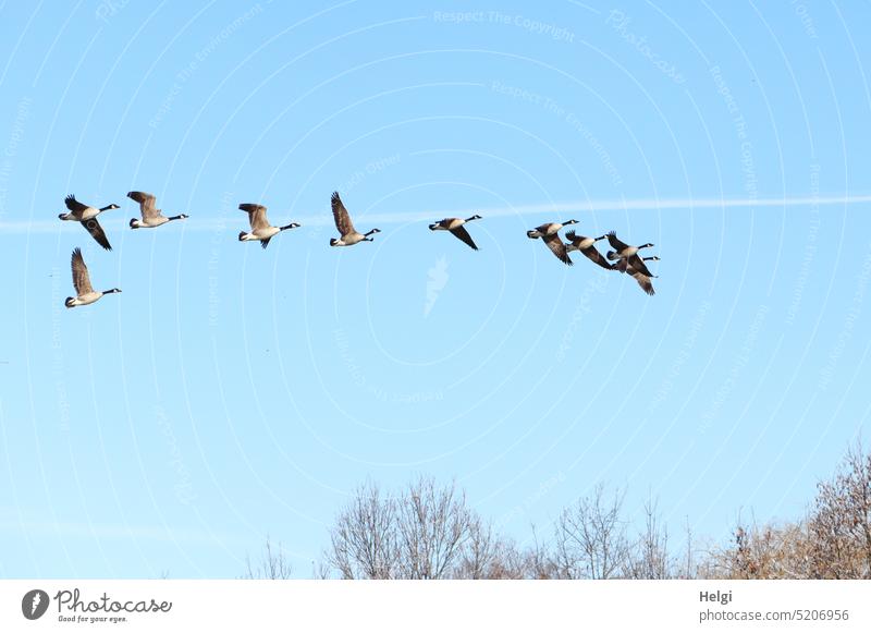 Kanadagänse im Flug vor blauem Himmel Vogel Gans Kanadagans Vogelschwarm fliegen blauer Himmel schönes Wetter Frühling Tiergruppe Wildtier Vogelflug Natur