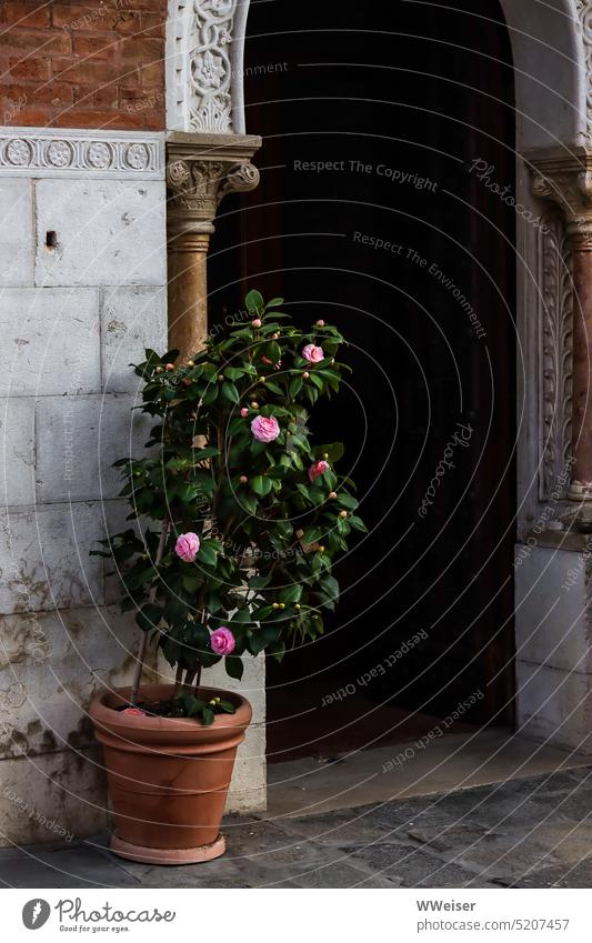 An diesem schönen, alten Eingang mit Torbogen steht ein großer Topf mit einem Rosenstrauch Pflanze blühend Blume Blumentopf offen Tür Bogen klassisch verziert