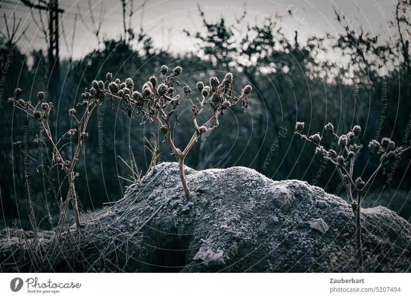 Kapselfrüchte des Stechapfels (datura stramonium), verdorrte, bizarre Pflanze im Gegenlicht mit Raureif steht auf einem Hügel Kapselfrucht Winter düster