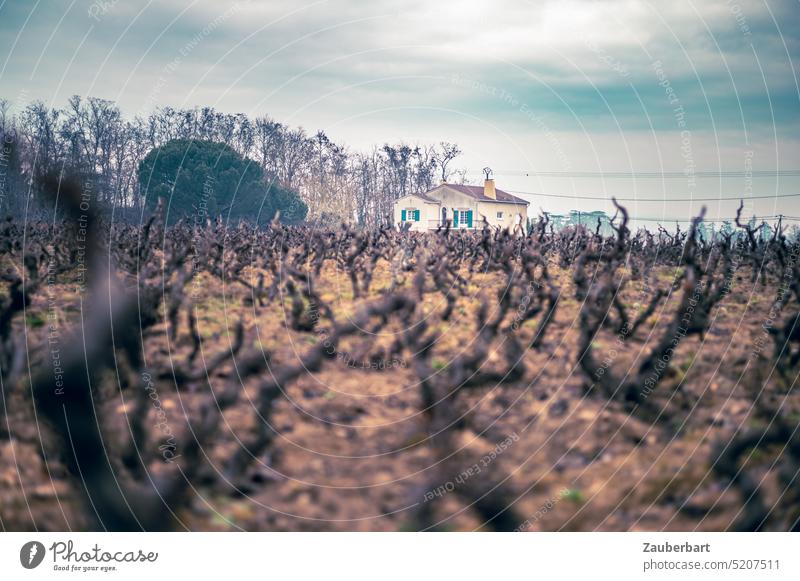 Weingut im Beaujolais mit knorrigen Rebstöcken im Vordergrund und Gebäude in beängstigender Farbstimmung Weinstock Rebstock Frühjahr Vegetationsruhe Schnitt