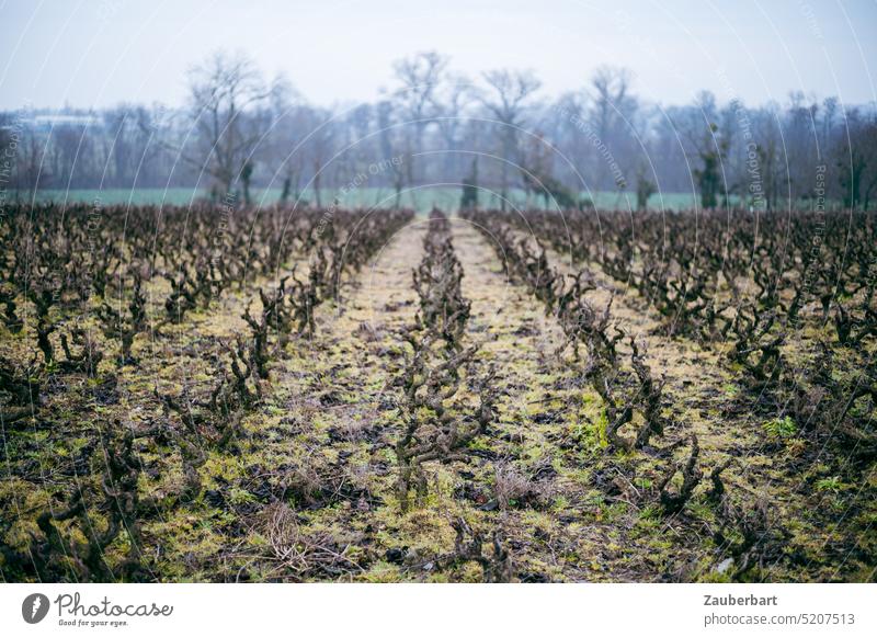 Beschnitte Rebstöcke während der Vegetationsruhe in langer Reihe im Beaujolais Rebstock Weinstock beschnitten Frühjahr Perspektive Weinbau Landschaft ländlich