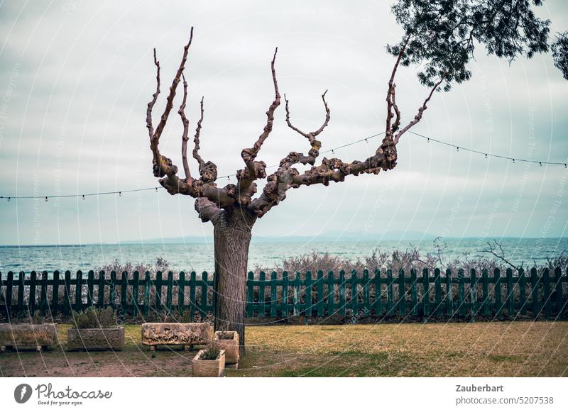 Knorriger, kahler Baum steht vor einem Zaun an der Küstenpromenade vor dem Mittelmeer und trägt eine Lichterkette knorrig urig Meer Promenade einsam standhaft