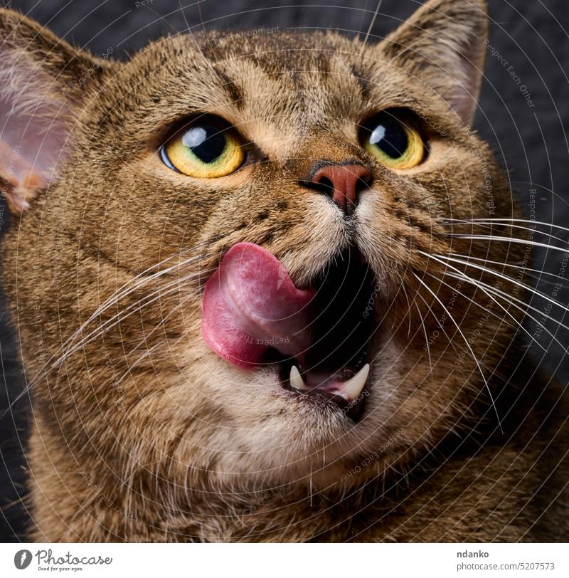 Erwachsener Grauer streckte seine Zunge heraus Katze niedlich heimisch Auge Gesicht katzenhaft Fell grau Kopf Katzenbaby Blick Säugetier keine Menschen Haustier