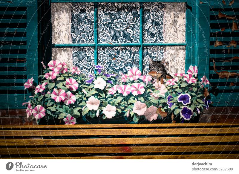 Hübsch angemalte Hauswand mit Fenster + Läden, Blumen,  Gardine und einer Katze. malen Farbe bunt farbenfroh Kreativität Farbfoto mehrfarbig Kunst Nahaufnahme