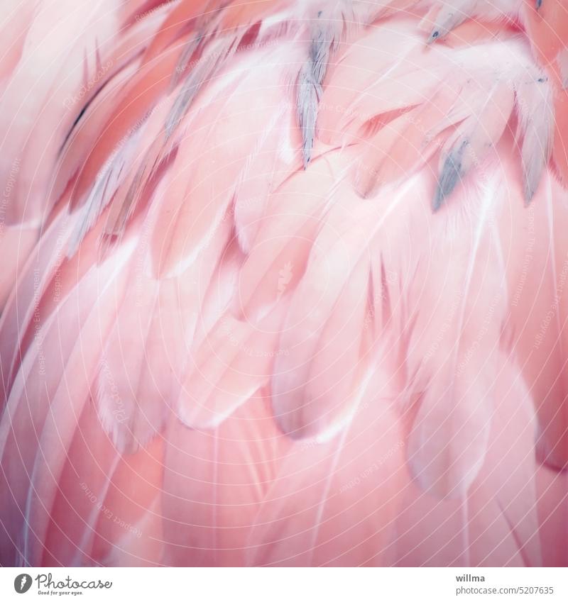 Federkleid Federn Gefieder Flamingo Flamingofedern rosa Nahaufnahme Federboa