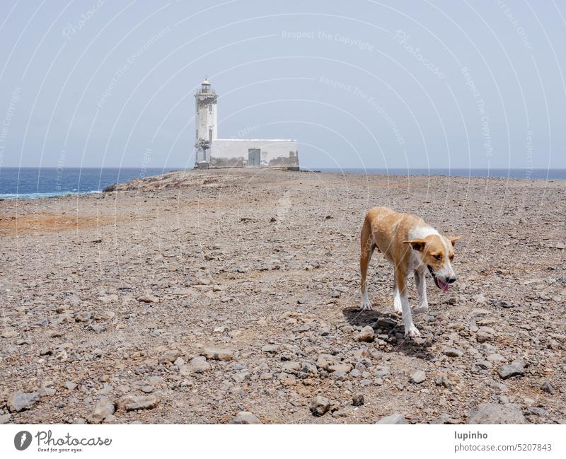 Hund läuft vom Leuchtturmhaus auf mich zu Meer Horizont steinig Boden laufen diagonal vormittags Urlaub braunweiß Ausßenaufnahme Menschenleer Küste Wasser