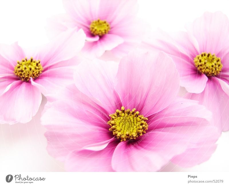 Vier rosa Cosmea-Blüten Farbfoto Innenaufnahme Nahaufnahme Hintergrund neutral schön harmonisch Sommer Garten Natur Pflanze Blume Dekoration & Verzierung