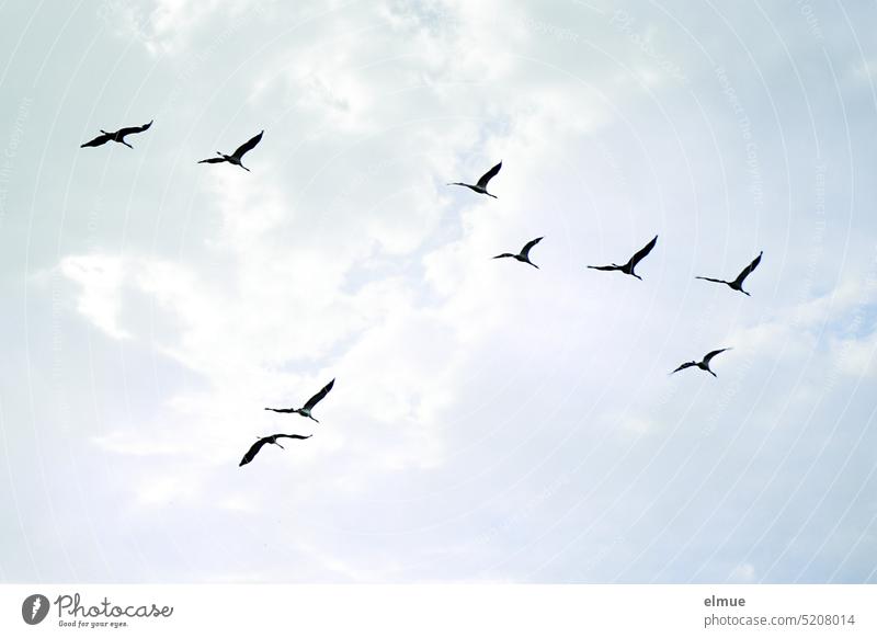 Die Rückkehr der Kraniche / neun Kraniche im Flug Vogelflug Zugvögel Formationsflug Glücksbringer Symbol Weisheit Treue Kranichvögel Grauer Kranich Blog