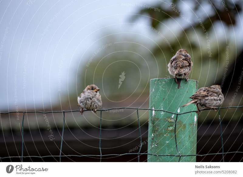 Drei Spatzen sitzen auf grünem Zaun Air Tier Hintergrund Schnabel schön Schönheit Vogel Vögel Ast braun Nahaufnahme niedlich Europäer Fauna Feder gefiedert Flug