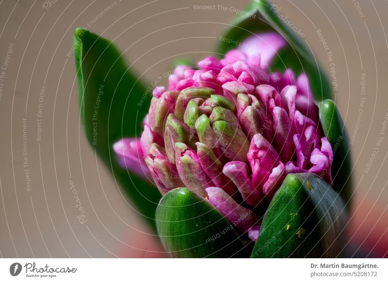 Hyacinthus orientalis, Gartenhyazinthe, der Blütenstand entwickelt sich Hyazinthe aufblühen bluhend Sorte Geophyt Zwiebelblume Frühjahrsblüher duftend