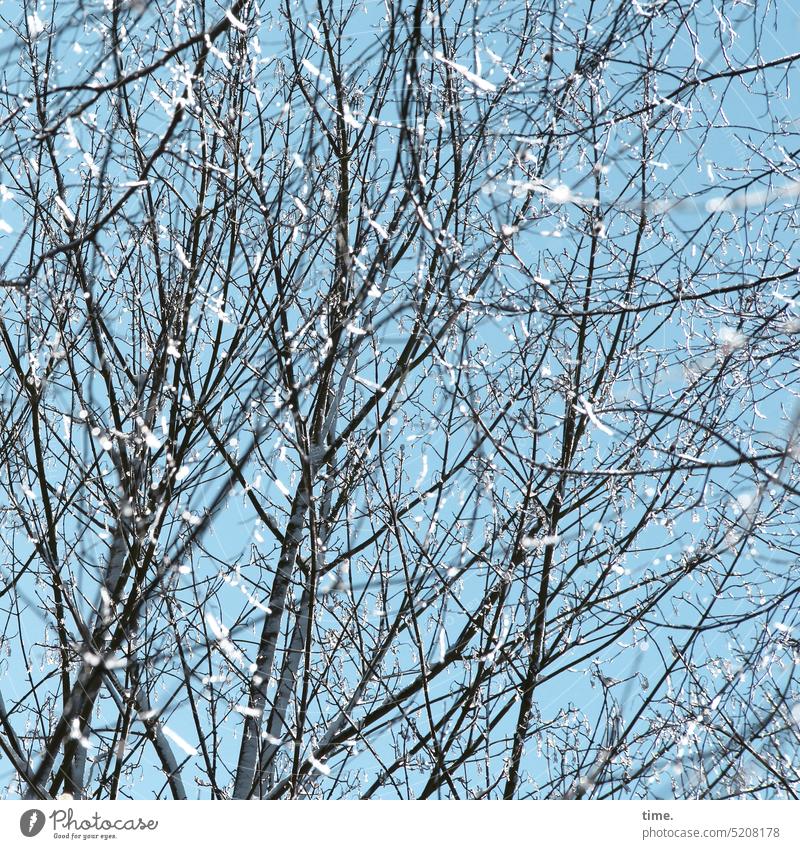 Laune der Natur | Schneeflug im Frühling Schneeflocken Baum kahl sonnig leicht Leichtgkeit kalt flirren glänzen Zweige Äste Himmel