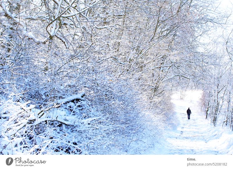 Winterweg Mann Rückansicht wald Schnee sonnig kühl Umwelt Natur Landschaft Spaziergang unterwegs Weg Perspektive Wetter Frost kalt Wald weiß Baum Busch Pflanzen