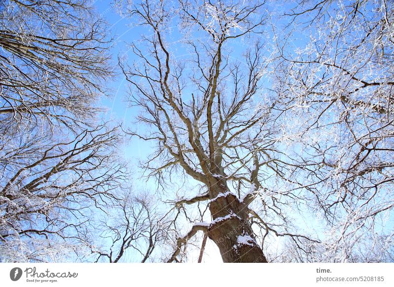 Winterwald Zuneigung Landschaft Wetter Jahreszeiten Wald gefroren Pflanze Natur kalt weiß blau Froschperspektive Schnee Ast leuchten Flora Zuckerguss Zweig