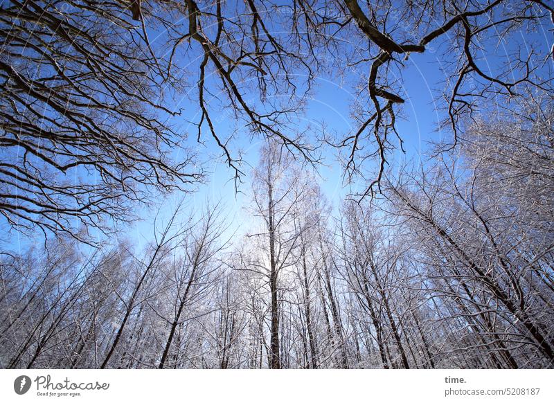 Gegenüberstellung | us and them Wald Winter Bäume Himmel hoch kahl kalt Frost Schnee bedrohlich geheimnisvoll Natur Landschaft Pflanzen Gemeinschaft Sonnenlicht