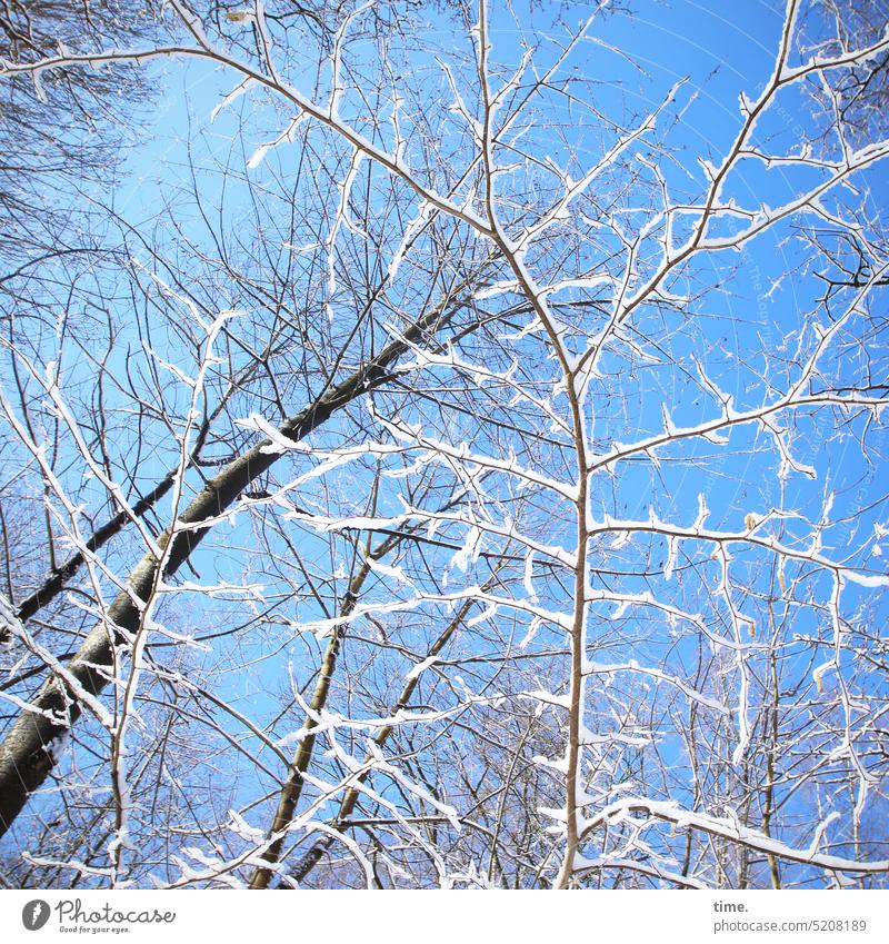 Winterwald Ast Baum Zweig Schnee Himmel leuchten Flora alt jung Zuckerguss filigran Froschperspektive Natur kalt weiß blau Frost Eis Pflanze gefroren Wald
