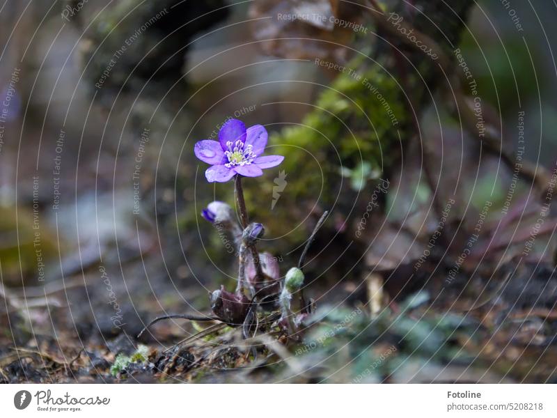 Ein Leberblümchen steht einsam auf tristem, vom Winter gebeuteltem Boden. Es strahlt in schönstem lila, geschmückt mit einem Tropfen klaren Wassers auf einem Blütenblatt.