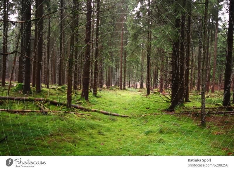 Der fränkische Wald an einem verregneten Dezembertage. Frankenwald wood forest Waldboden waldgebiet bayrischer wald Tannenbaum Nadelbaum Grün (Green) Natur