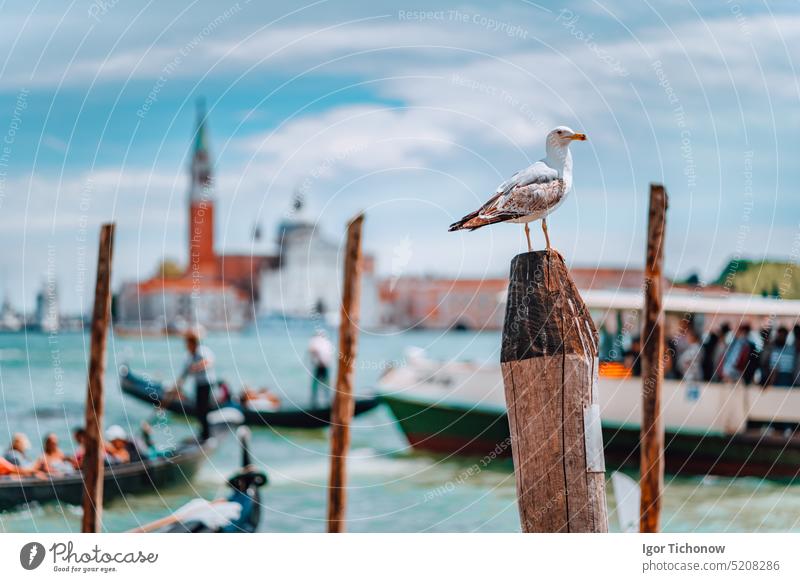 Venedig, Italien. Möwe auf Mast gegen unscharfen Panoramablick auf Chiesa di San Giorgio Maggiore oder San Giorgio Maggiore Insel. Großstadt Glockenturm