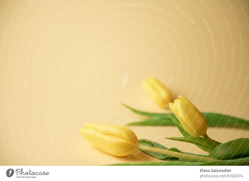 Gelbe Tulpen mit viel Hintergrund. Postkarte Plakat Frühlingsgefühle Blumen Blumenstrauß Tulpenblatt gelb Spruch Platz für Text Blüte grün geblümt Plakatwand