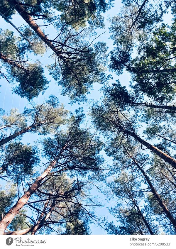 Bäume die in den Himmel wachsen... wie lange noch ? Natur Außenaufnahme Landschaft Farbfoto Menschenleer ruhig Pflanze Idylle Wald Tag Schönes Wetter friedlich