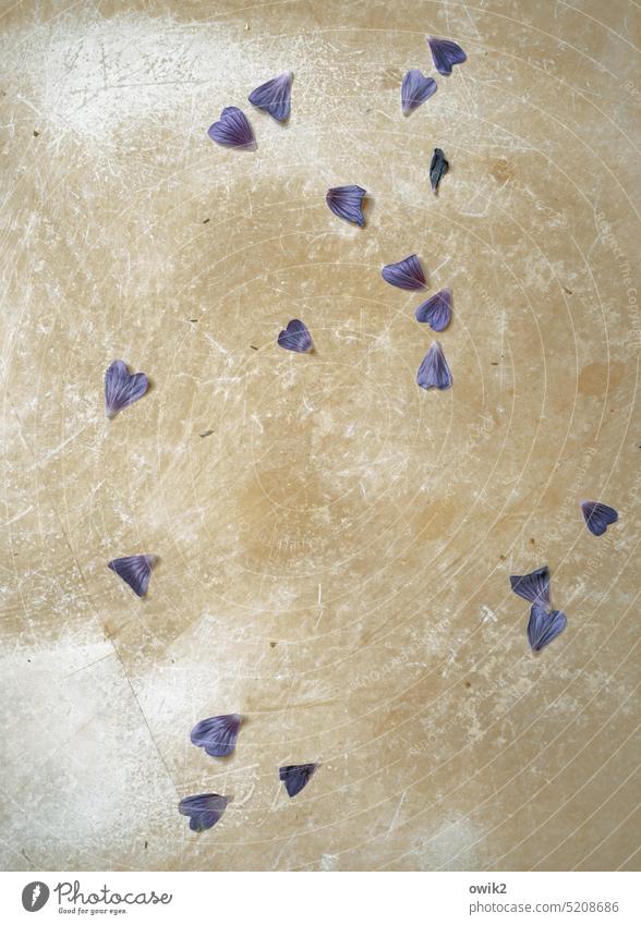 Ausfall Blütenblätter viele unten Verlust blau gefallen heruntergefallen filigran Detailaufnahme Menschenleer Tageslicht liegen traurig verloren Steinplatten