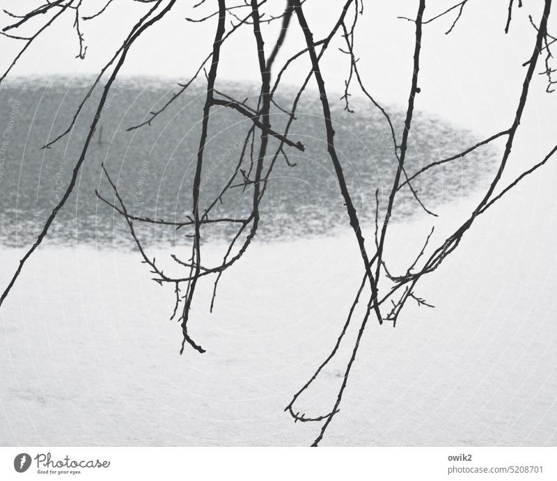 Irgendwie japanisch Äste und Zweige See verschneit Schneedecke Winter friedlich Stille draußen Tag Ruhe Teich Landschaft Außenaufnahme Einsamkeit Kälte