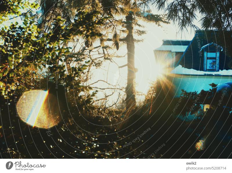 Parkhaus Stadtpark Baum Sträucher Dickicht Sonne Sonnenlicht Gegenlicht strahlend leuchtend Lichterscheinung Blendenfleck Nadelbaum Haus Gebäude Erkerfenster