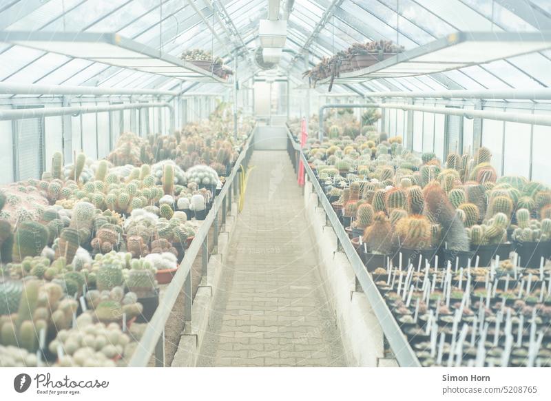 Kakteen in einem Gewächshaus Artenvielfalt anbauen Glashaus Botanischer Garten Landwirtschaft Gemüse Ernährung Lebensmittel Wachstum zerbrechlich Glasfassade