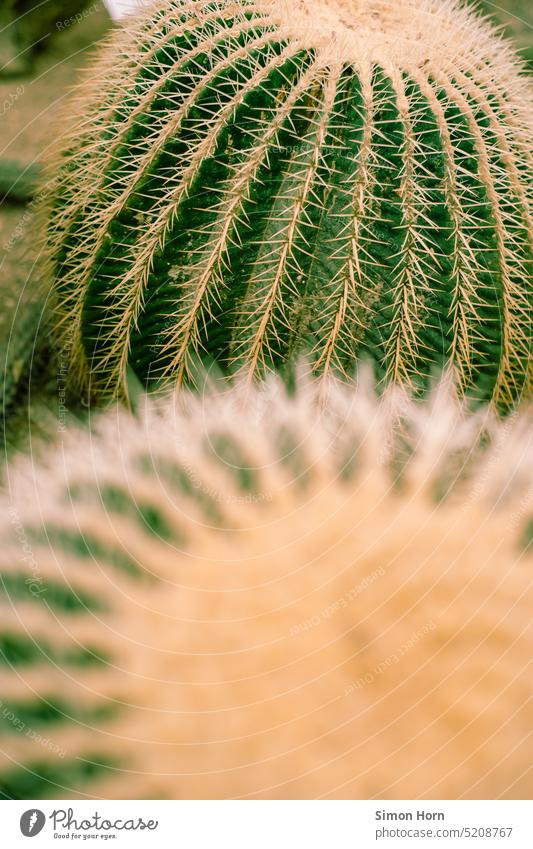 Kakteen Kaktus stachelig Abwehr botanisch Botanik Sukkulenten Stachel Pflanze resistent unempfindlich exotisch angepasst ästhetisch Nahaufnahme