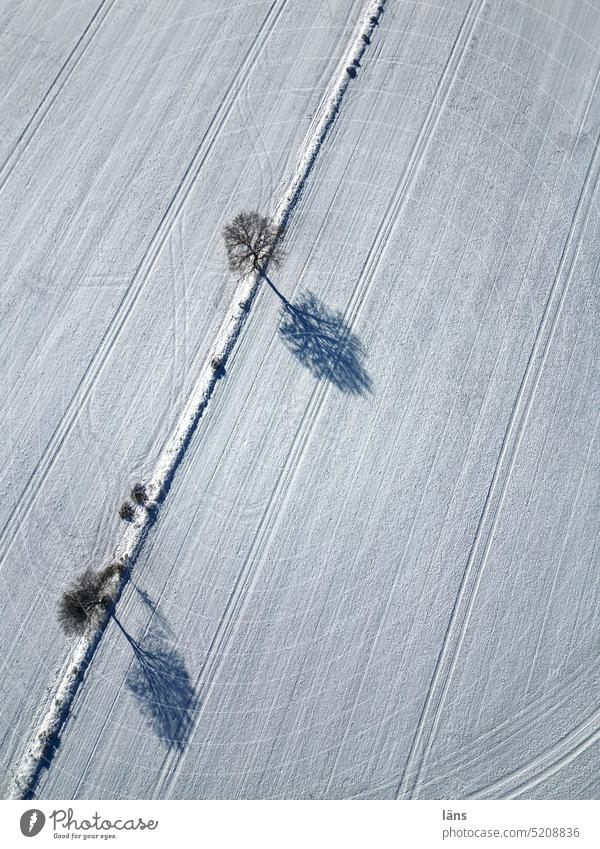 Spuren im Schnee Winter Frost Schafe Landschaft Winterlandschaft Vogelperspektive spuren gestreift Bäume