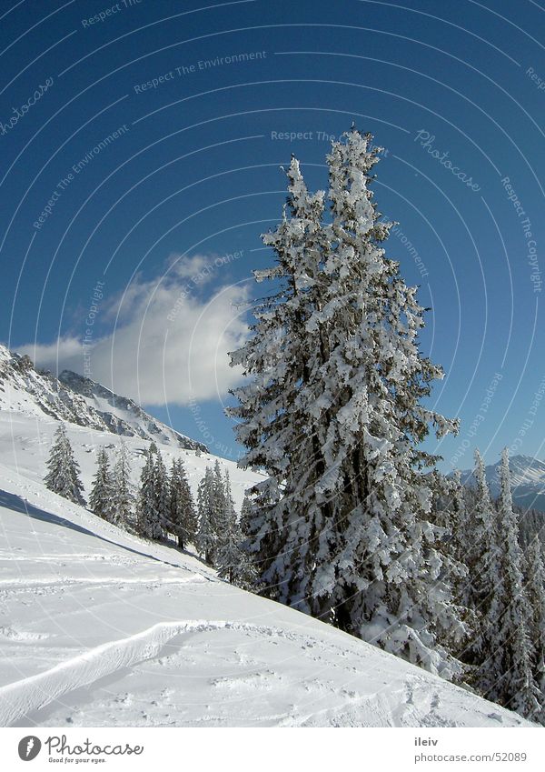 Neuschnee Baum Schnee Berge u. Gebirge Blauer Himmel