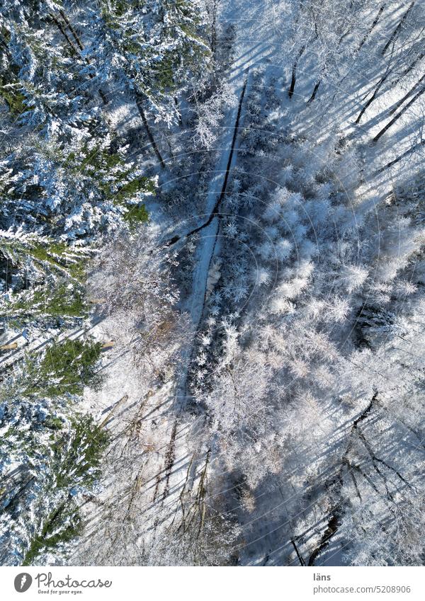 winterlicher Wald von oben Schafe Winter Bäume Vogelperspektive Natur Erholung Kälte Sonnenschein gutes Wetter Frost