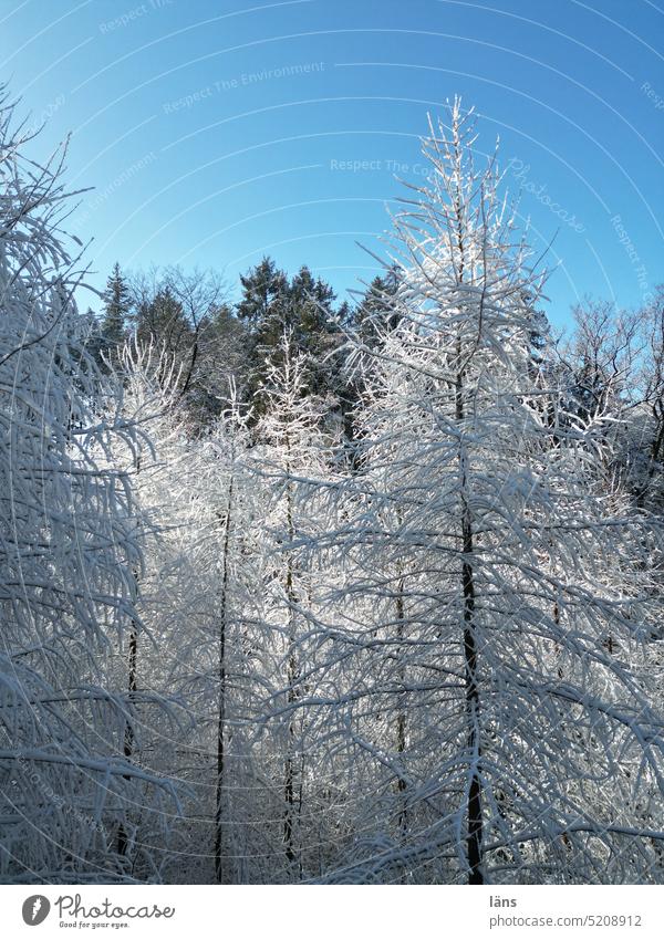 Baumwipfel im Winter Wald Schafe Kälte Frost blauer Himmel Sonnenschein winterwald