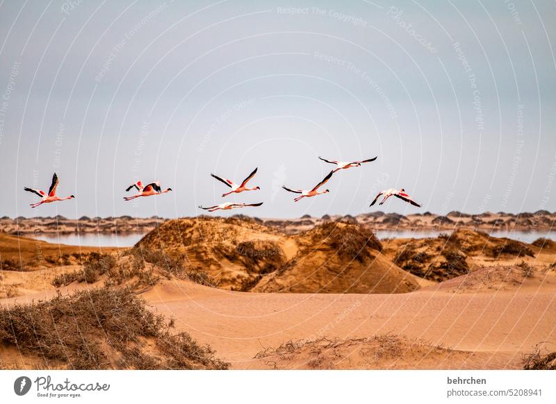 frei fühlen Wasser Flamingos fliegen Vögel Wildtier Sand Wüste Namibia Afrika Meer Ferne Fernweh reisen Freiheit Natur Ferien & Urlaub & Reisen Farbfoto