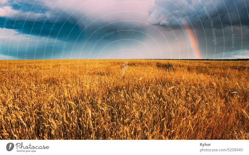 Regenwolken und bunte Regenbogen über gelben Weizen Ähren Feld. Sommerliche Agrarlandschaft Ackerbau Hintergrund Gerste schön hell Müsli Cloud Wolkenlandschaft
