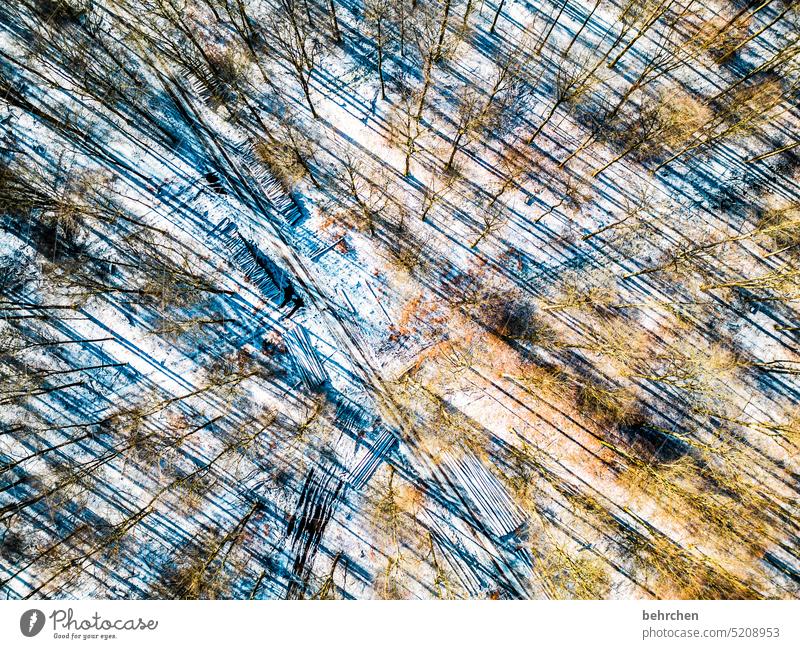 jahreszeiten | winterruhe abstrakt Linien schräge linien Winter Wald Schnee Umwelt Landschaft Bäume Frost Winterlandschaft kalt Kälte frieren gefroren