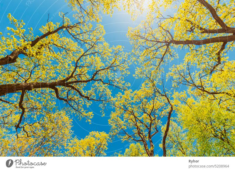 Canopy Of Tall Trees With Young Spring Foliage Leaves Lush. Frühlingssonne in den oberen Zweigen der Flora Woods in Laubwald. Schöne Natur. Schönheit in der Natur. Umwelt Hintergrund und Konzept