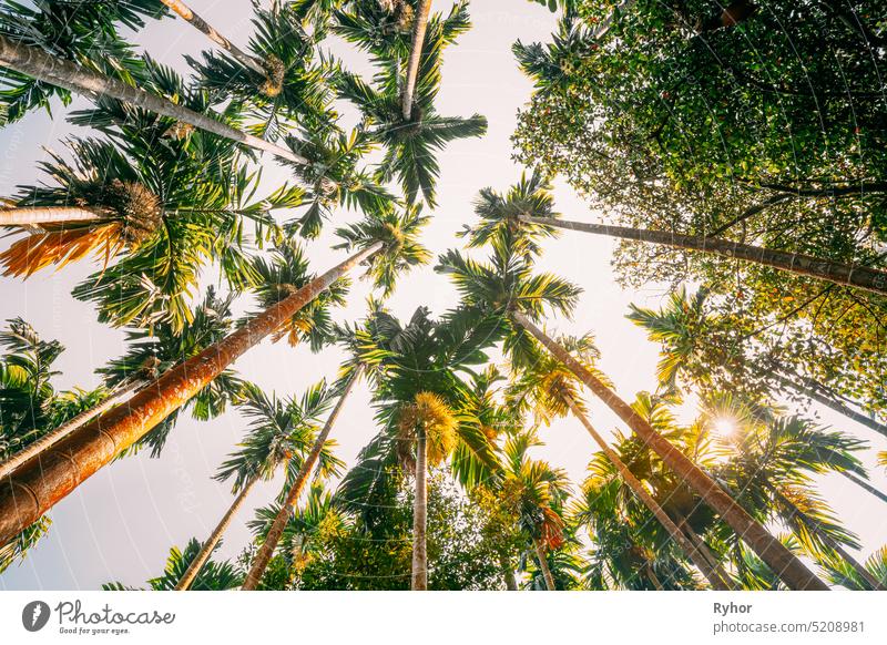 Goa, Indien. Bottom View of Sun Shine durch tropische grüne Vegetation und Palmen. Sommerlicher Sonnentag. Weitwinkel Jardi Botanic Asien asiatisch schön
