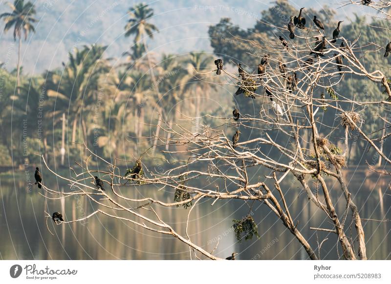 Carambolim See, Goa, Indien. Der indische Kormoran sitzt am sonnigen Morgen auf den Zweigen eines Baumes. Die Indische Krähenscharbe Phalacrocorax Fuscicollis ist ein Mitglied der Kormoranfamilie