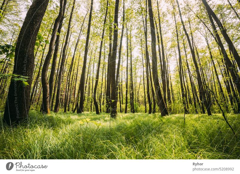 Fresh Spring Green Leaves Lush In Laubwald. Europäische Natur Wildpflanze schön weißrussland Buchse Windstille Textfreiraum laubabwerfend Öko ökologisch