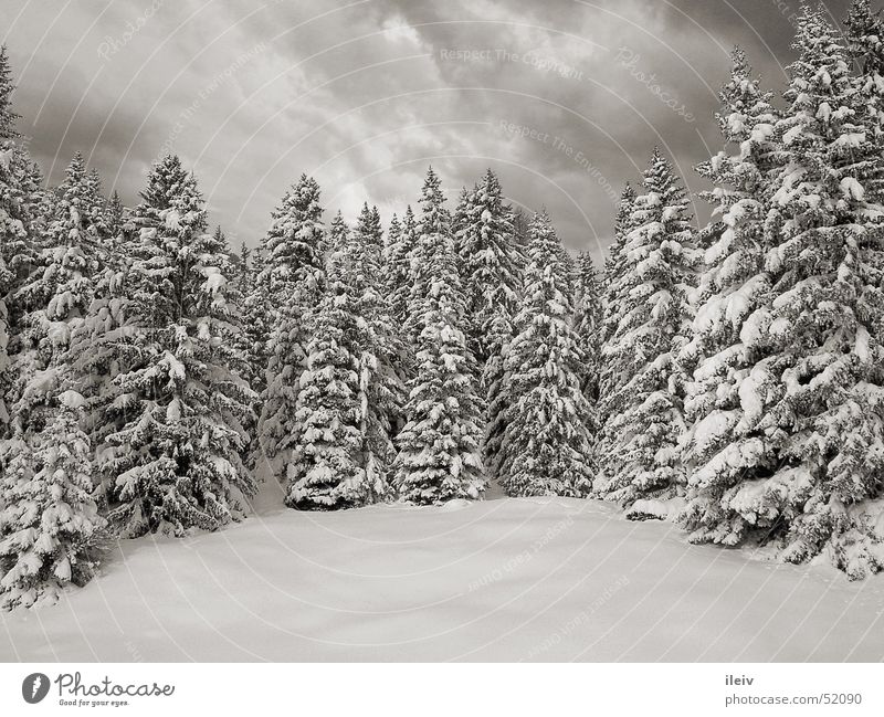 Winterwald Neuschnee verschneite tannen Schwarzweißfoto
